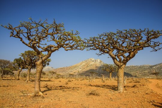 Frankincense trees (Boswellia elongata), Homhil protected area, island of Socotra, Yemen