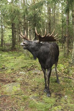 Elk (Alces alces) Bulle begs in rut in the forest, Sweden