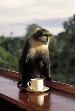 Blue Monkey (Cercopithecus mitis) - Mount Kenya - Kenya