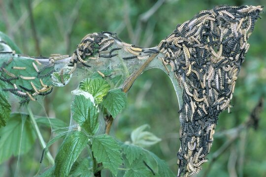 Ermine Moth larvae (Yponomeuta evonymella)