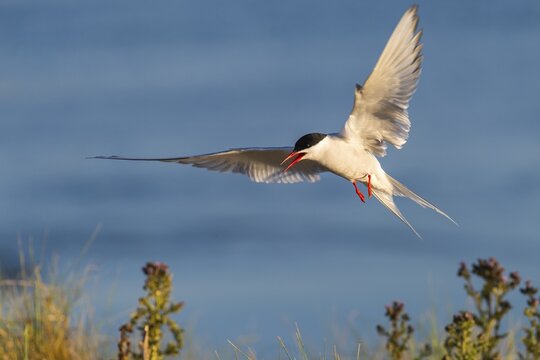 Arctic tern (Sterna paradisaea) in flight, Eidersperrwerk, T&ouml;nning, Schleswig-Holstein, Germany