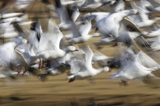 Snow Geese (Anser caerulescens atlanticus, Chen caerulescens) flying, abstract, Bosque del Apache Wildlife Refuge, New Mexico, North America, USA