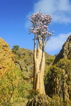 Bottle Tree (Adenium obesum) in bloom, endemic species, Socotra, Yemen