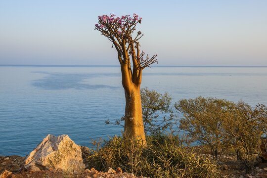 Bottle Tree (Adenium obesum) in bloom, endemic species, Socotra, Yemen