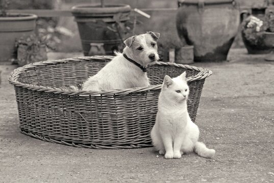 Jack-Russel-Terrier Black and white cat PR