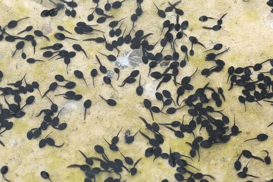 Tadpoles of the Common Toad (Bufo bufo) in a muddy puddle, Allg&auml;u, Bavaria, Germany