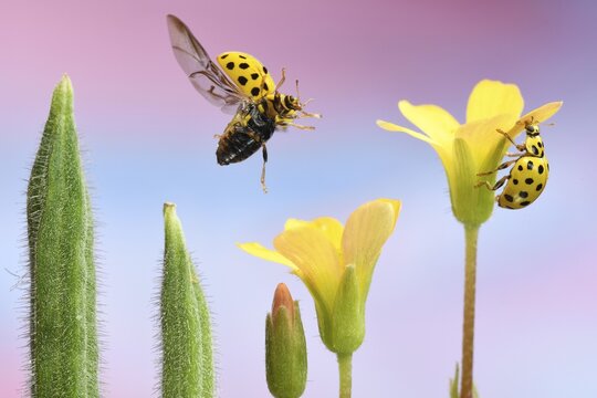 22-spot ladybird (Psyllobora vigintiduopunctata) in flight on the inflorescence of a wood sorrel plant (Oxalis stricta), Germany