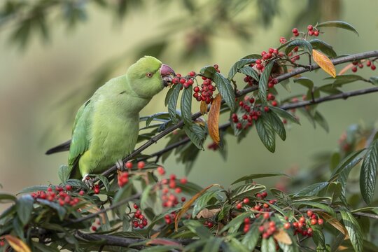 Rose-ringed parakeet (Psittacula krameri) in a shrub, eating red berries, foraging, free-living, Baden-W&uuml;rttemberg, Germany