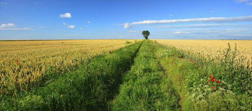 Field path through cultural landscape in summer, endless wheat fields, blue sky with cumulus clouds, poppies on the field, solitary tree on the horizon, Saalekreis, Saxony-Anhalt, Germany