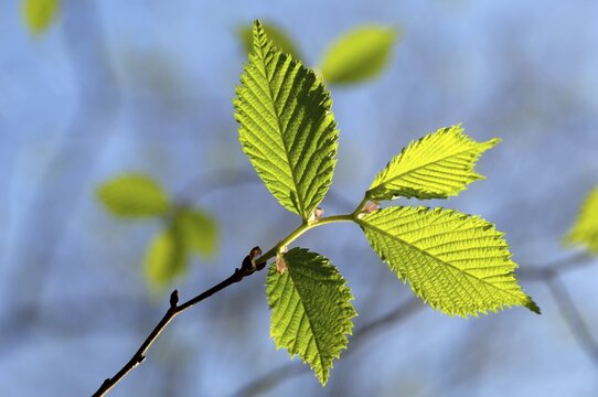 Twig with young leaves of hazelnut Corylus avellana L. in spring