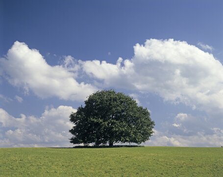 Single limetree - summer