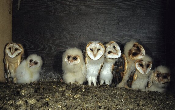 Barn owl (Tyto alba), owl, owlet in nest box