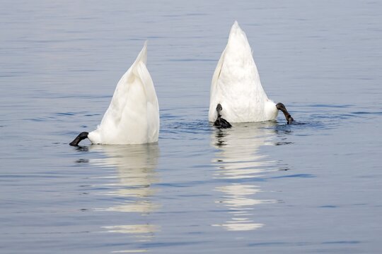 Mute swan (Cygnus olor), feeding under water, Vorarlberg, Austria