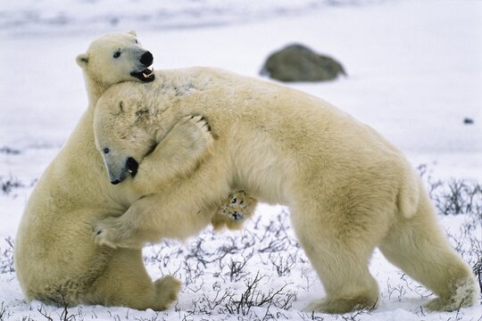 Polar Bears (Ursus maritimus) playing, hugging, Churchill, Canada