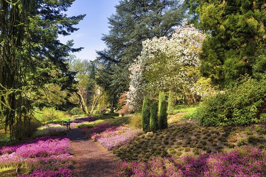 Walk through flowering heather garden, sunny spring weather, Bielefeld Botanical Garden, East Westphalia-Lippe, North Rhine-Westphalia, Germany
