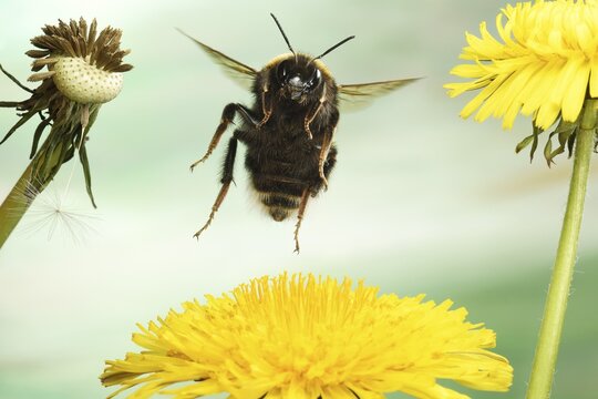 Large earth bumblebee (Bombus terrestris) in flight on a Dandelionflower (Taraxacum sect. Ruderalia), Germany
