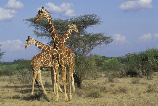 Three Reticulated Giraffes Giraffa camelopardalis Samburu National Reserve Kenya