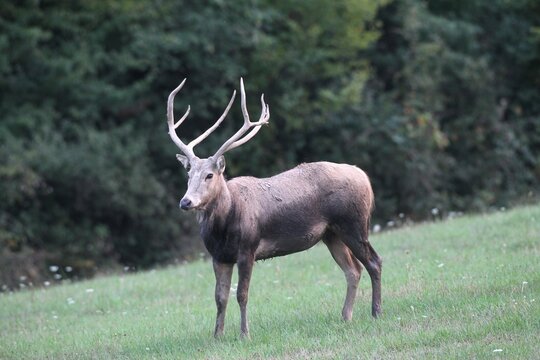 P&egrave;re David's Deer, Milu or Elaphure (Elaphurus davidianus), Kaposv&aacute;r, Southern Transdanubia, Hungary