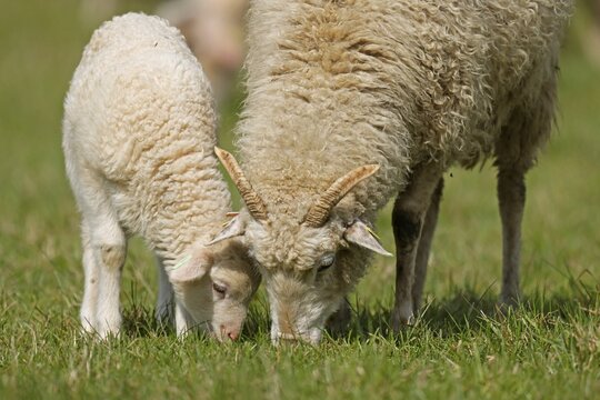 Forest sheep, lamb with mother grazing on a pasture, Germany