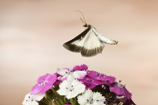 Box tree moth (Cydalima perspectalis) in flight on a Wood pink (Dianthus carthusianorum), Germany