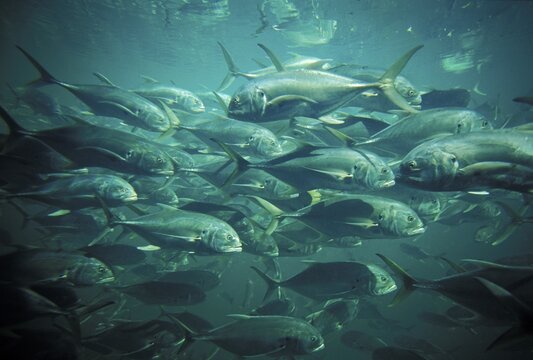 Crevalle Jack Fish ( Caranx hippos ) - Christal river - Florida - USA
