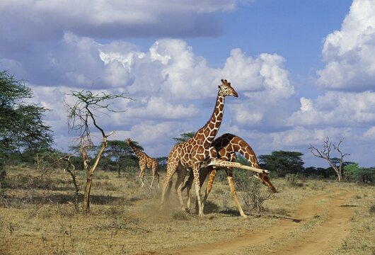 Fighting Reticulated Giraffes ( Giraffa camelopardalis reticulata) Samburu National Reserve - Kenya
