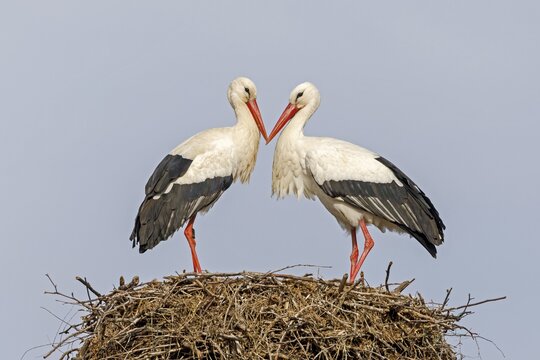 Two White storks (Ciconia ciconia), animal pair facing each other on their nest, Germany