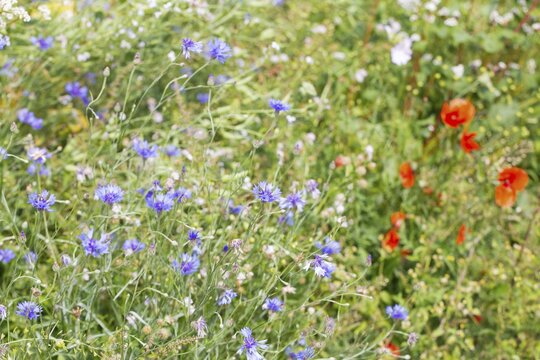 Flower strips, Dachauer Land, Upper Bavaria, Bavaria, Germany