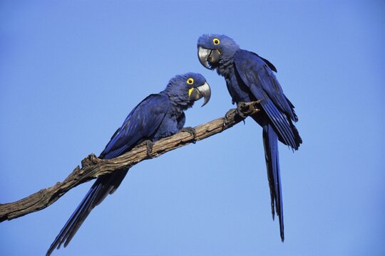 Hyacinth Macaws (Anodorhynchus hyacinthinus), Pantanal, Brazil, South America