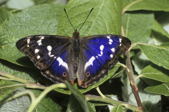 Purple Emperor (Apatura iris), male sunbathing