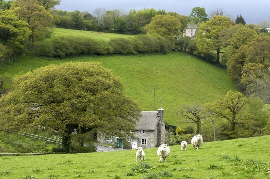 Sheep and house near Widecombe in the Moor Dartmoor National Park Devon England