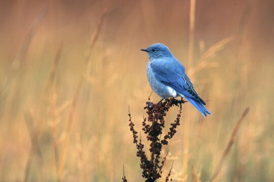 Mountain Bluebird (Sialia currucoides), Yellowstone National Park, Wyoming, USA, North America