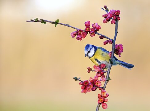 Blue tit (Parus caeruleus) sitting on a branch of flowering ornamental quince (Chaenomeles japonica), Middle Elbe Biosphere Reserve, Saxony-Anhalt, Germany