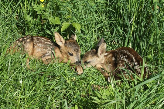 European Roe Deer (Capreolus capreolus) two fawns hiding in the tall grass, Allgaeu region, Bavaria, Germany, Europe