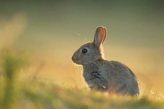 Rabbit (Oryctolagus cuniculus) juvenile baby animal on grassland, Suffolk, England, United Kingdom