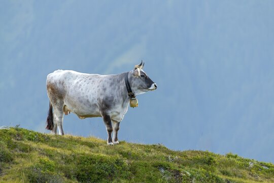 Cow on the mountain pasture, Tyrolean grey cattle, Salfeins-Alm, Stubai Alps, Tyrol, Austria
