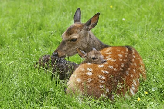 Sika Deer (Cervus nippon), doe with newborn fawn, captive, Bavaria, Germany