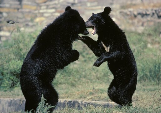 Asiatic Black Bears (Ursus thibetanus) fighting, Asia