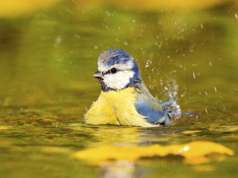 Blue tit (Cyanistes caeruleus) bathing in shallow water, Hesse, Germany