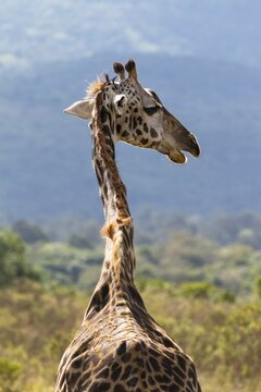 Masai giraffe (Giraffa camelopardalis), Arusha Nationalpark,  Tansania, Tanzania