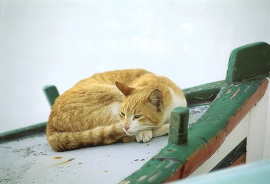 Yellow-brown kat sleeping on boat Lanzarote Spain