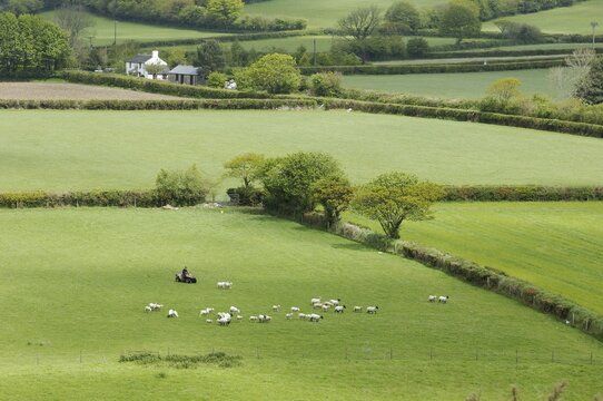 Farmer driving sheep Tavistock Devon England Great Britain