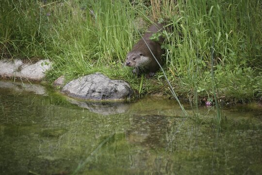 Eurasian Otter or Common Otter (Lutra lutra) by a stream