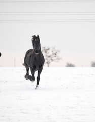 Obraz premium A beautiful Friesian stallion gallops through the snow in winter