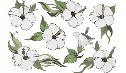 Tropical hibiscus flower vector illustration with green leaves in flat botanical style © MstBrishti