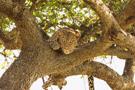 Leopard Resting on Tree Branch in African Safari Wild female
