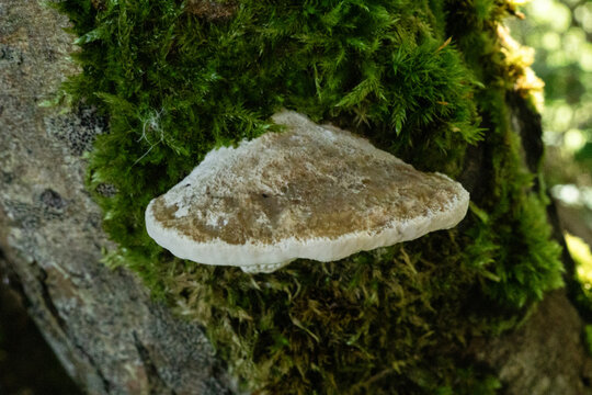 Daedaleopsis confragosa Blushing Bracket Cap Top View Mossy Trunk