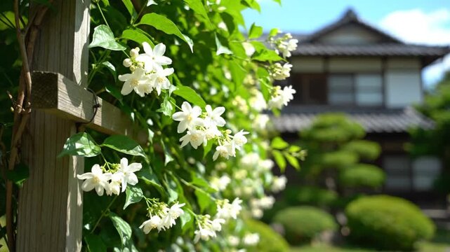 Japanese garden scene featuring fragrant white jasmine flowers climbing a wooden trellis with a traditional house in the background.