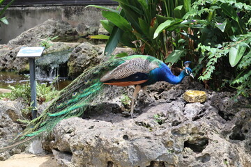 Naklejka premium Beautiful male peacock displaying vibrant iridescent tail feathers near a pond in a lush tropical garden setting, showcasing exotic wildlife and natural beauty.