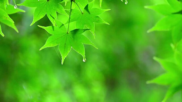庭にある新緑の木々